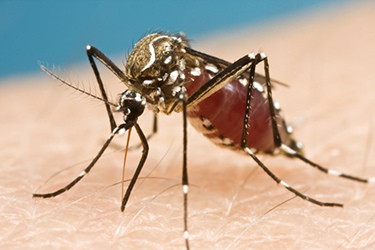 What Is The Zika Virus?