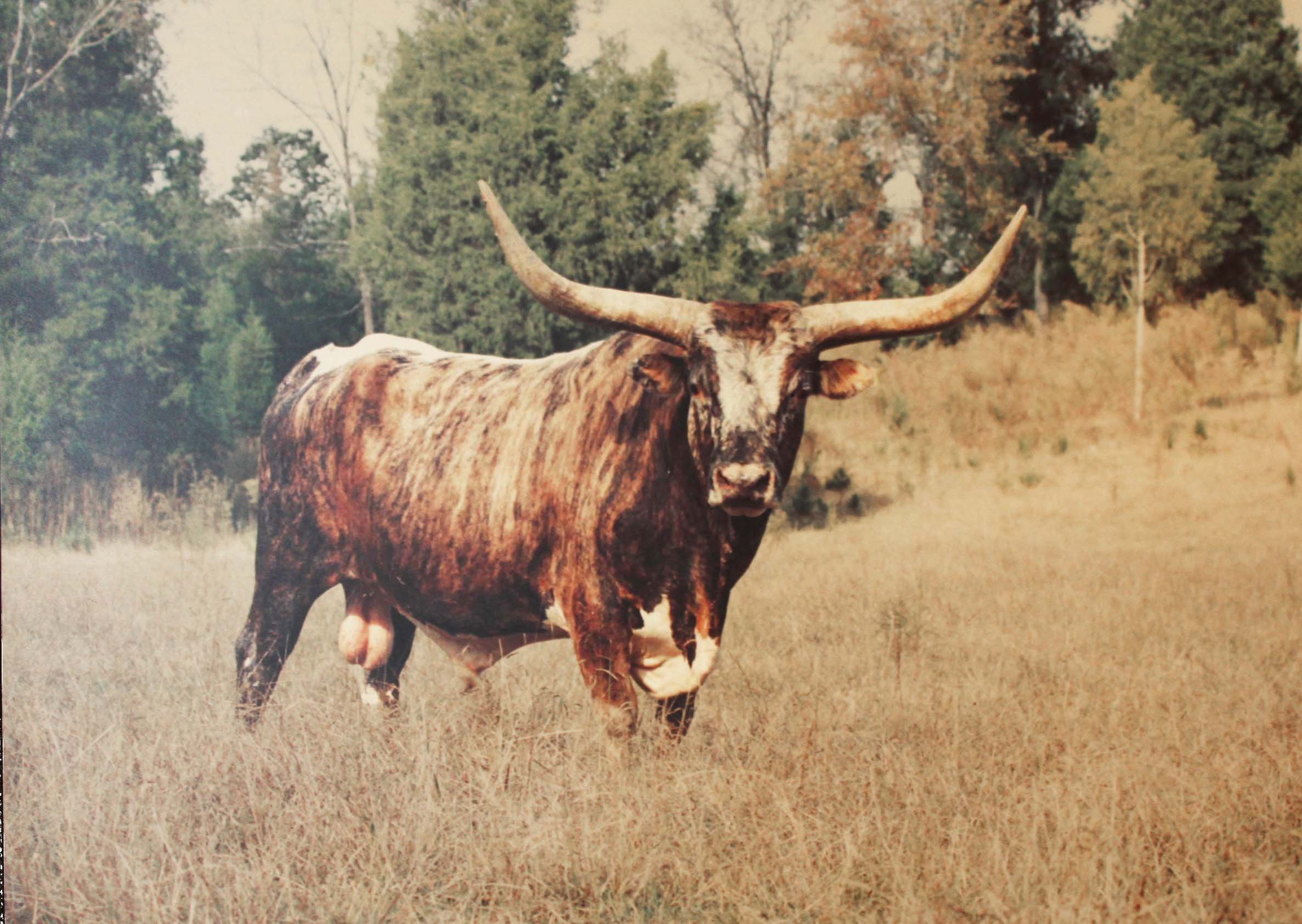 The Bull Of Bullhill