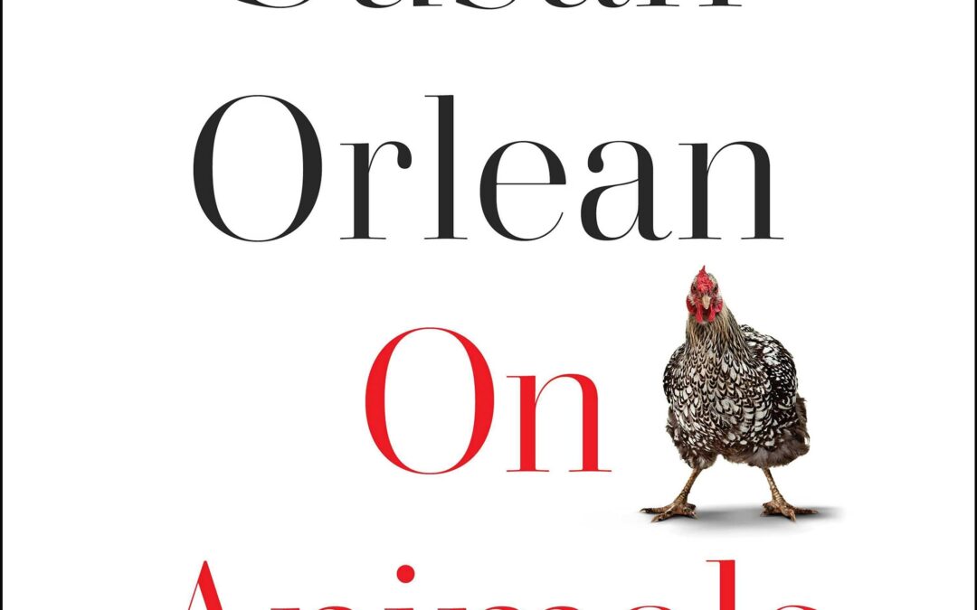 Book cover for "On Animals" by Susan Orlean. Author's name in black text, title in red text, one hen standing on a white background
