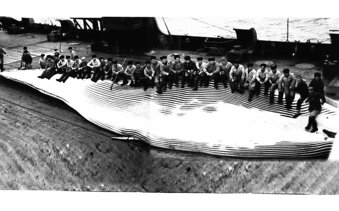 Men in a black and white photo sit on a whale they've captured