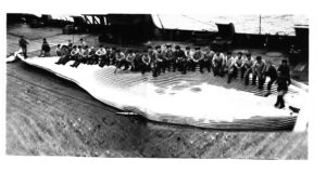 Men in a black and white photo sit on a whale they've captured