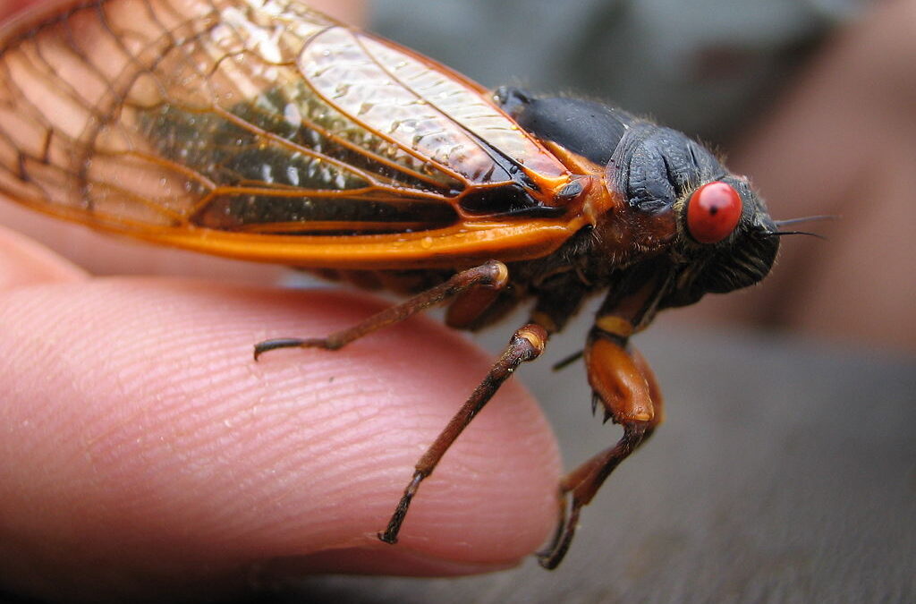 An adult periodical cicada on a fingertip