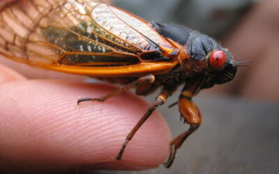 Bioacoustics and a cacophony of cicadas