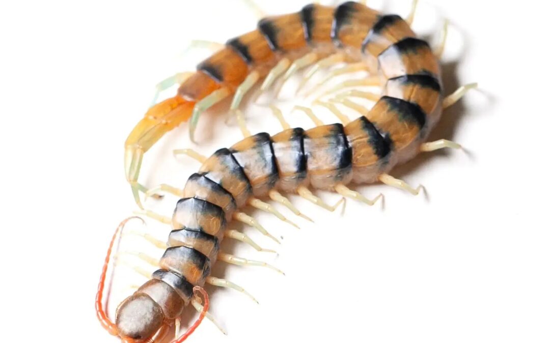 Cancer research and centipede venom