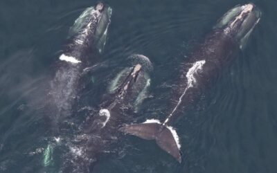 Whales and mysterious radio waves